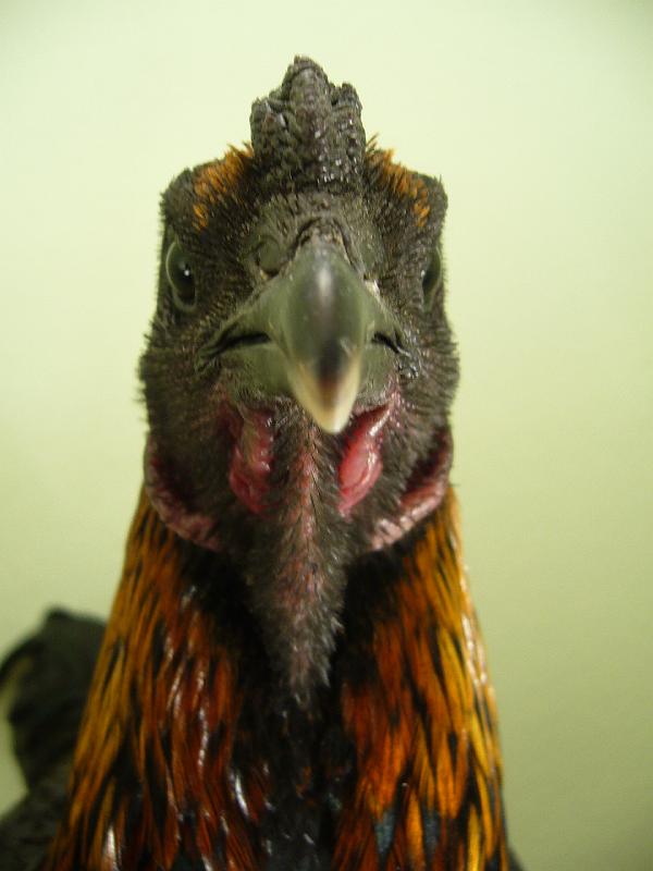 Munster 2009 295.jpg - Brügger Zwergkämpfer schwarzrot von Thorsten von Oesen